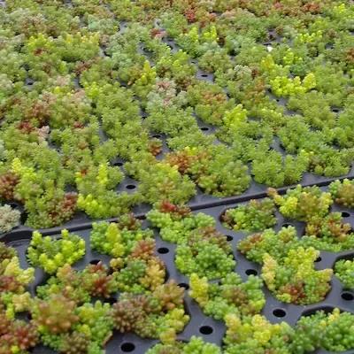 Sedum micro motte 'Everest'