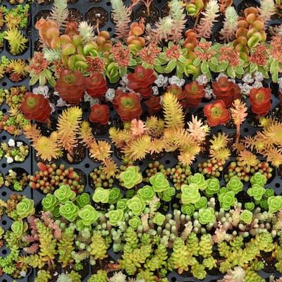 Sedum en micro mottes multivariétal