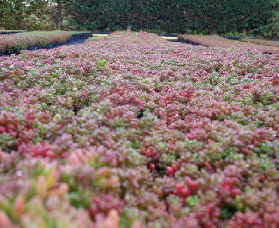 Sedum pour végétalisation de tombe