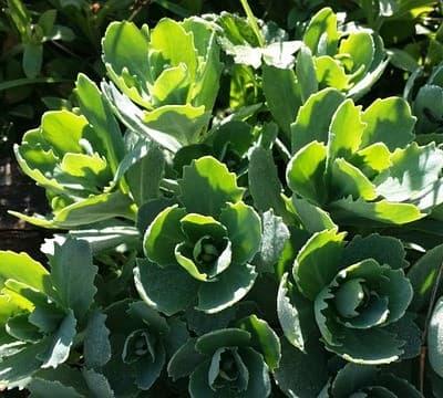 Sedum pour tortue d' Hermann