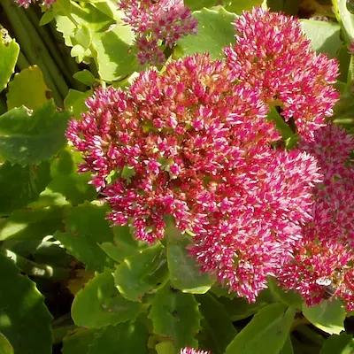 Sedum spectabile