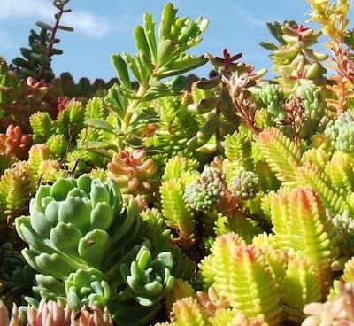 Sedum Mix chardoon ' Everest '