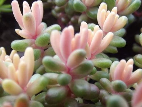 sedum album rose