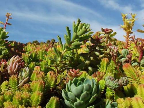 plaque multivariétal de sedum