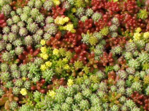 biosedum everest