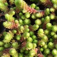 sedum acre