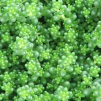 sedum album chloroticum