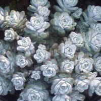 sedum spathulifolium cape blanco