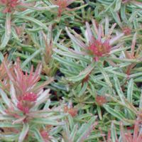 SEDUM kamtschaticum var. middendorffianum