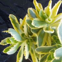 sedum spectabile variégata