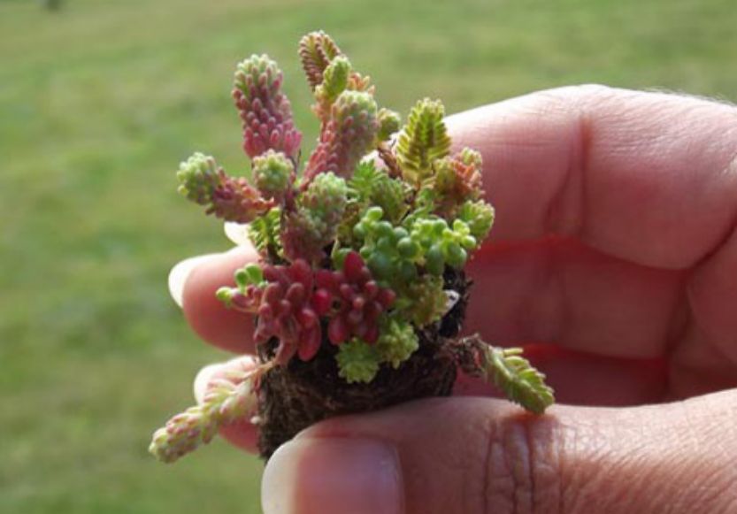 alt="La taille de la micro motte de sedum">