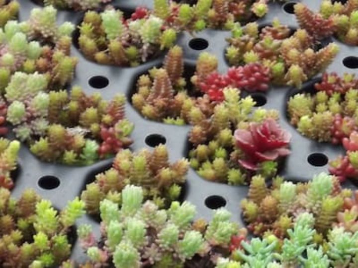 <img src="image.jpg" alt="bouture de 2.7 cm">